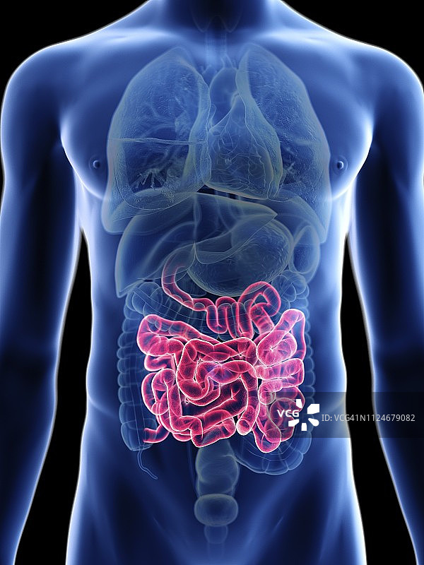 男人小肠插画图片素材