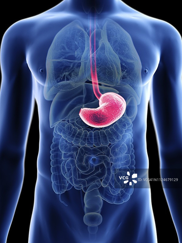 男人的胃部插图图片素材