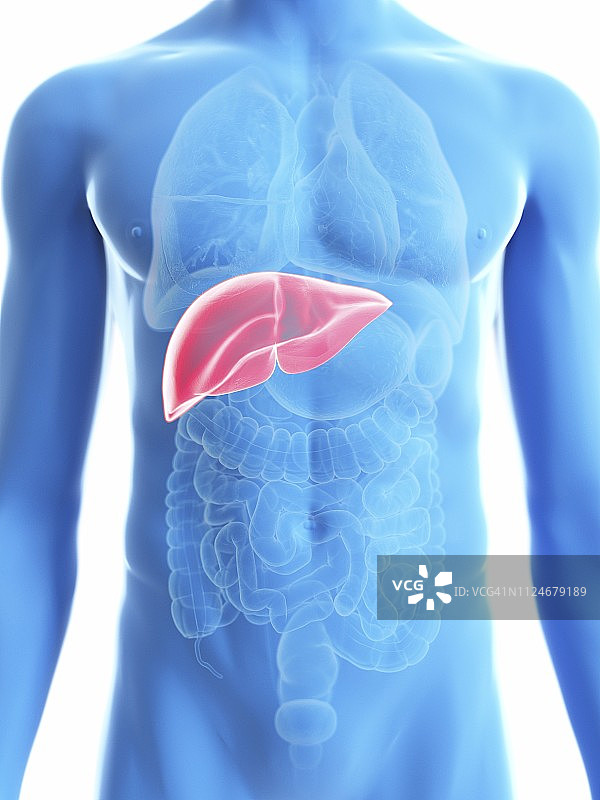 男性肝脏疾病插画图片素材