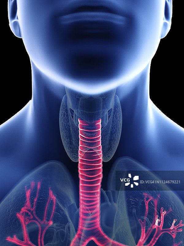 男人气管图示图片素材