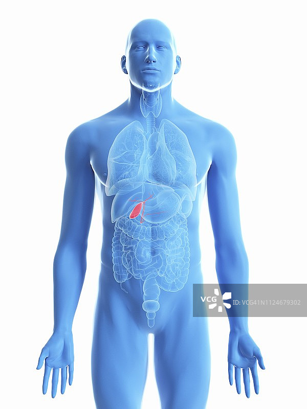 男人的胆囊插画图片素材