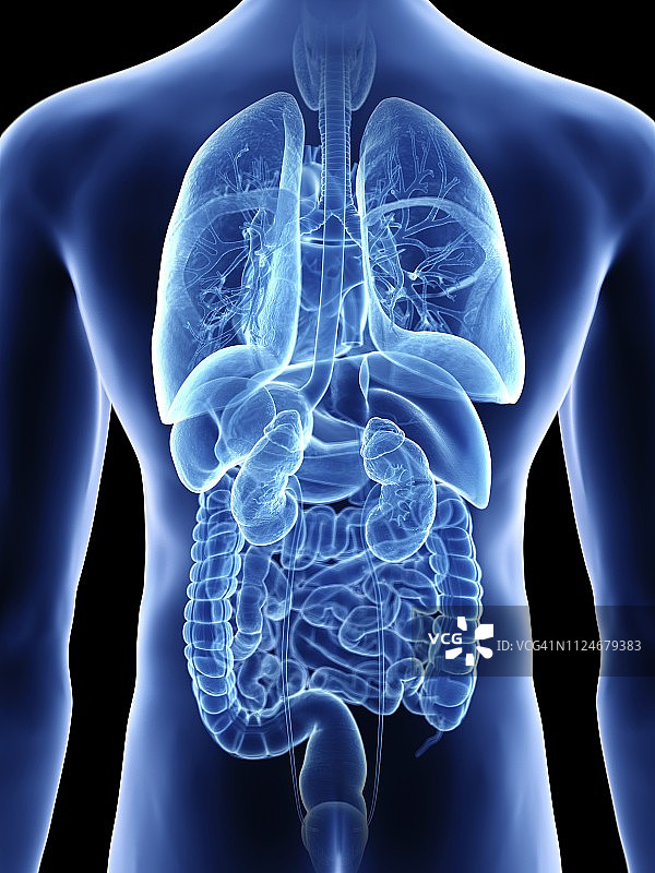 男人器官插画图片素材