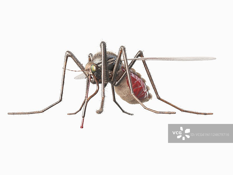 蚊子插画图片素材