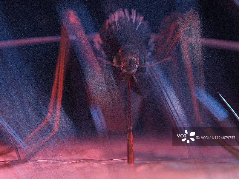 叮咬人皮肤的蚊子插画图片素材