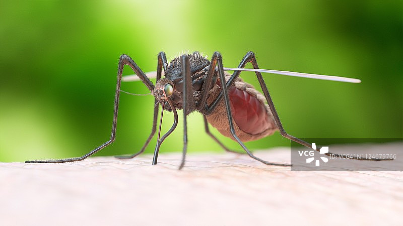 蚊虫叮咬插画图片素材