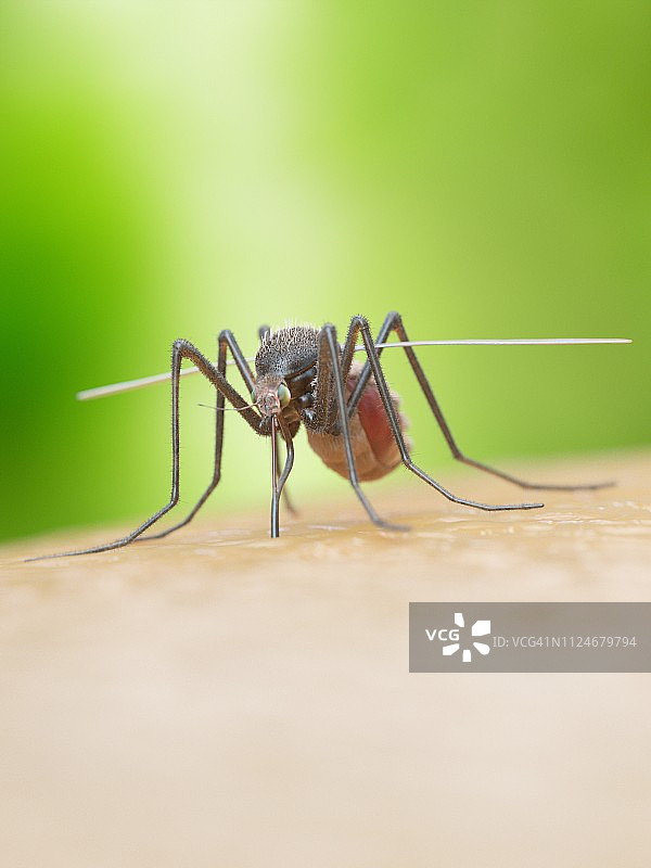 蚊虫叮咬插画图片素材