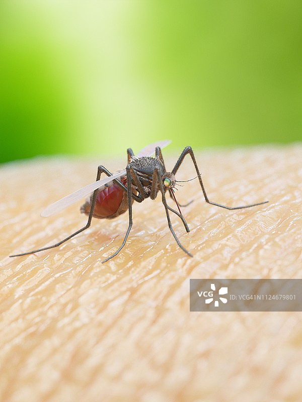 蚊子叮咬人类插画图片素材