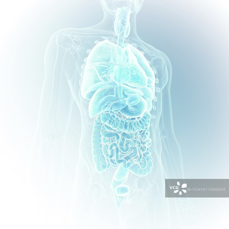 人体器官插画图片素材