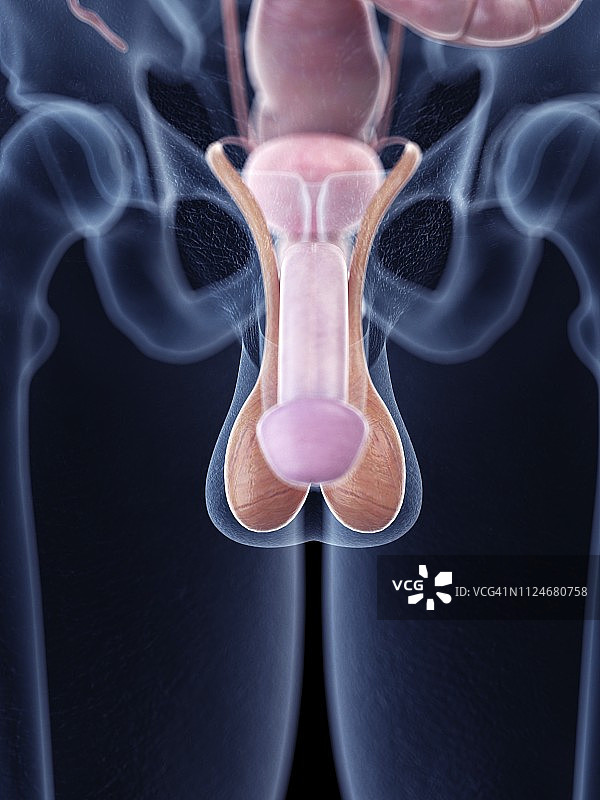 男性生殖器官解剖插画图片素材