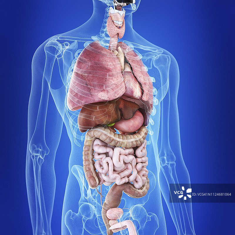 人体器官插画图片素材