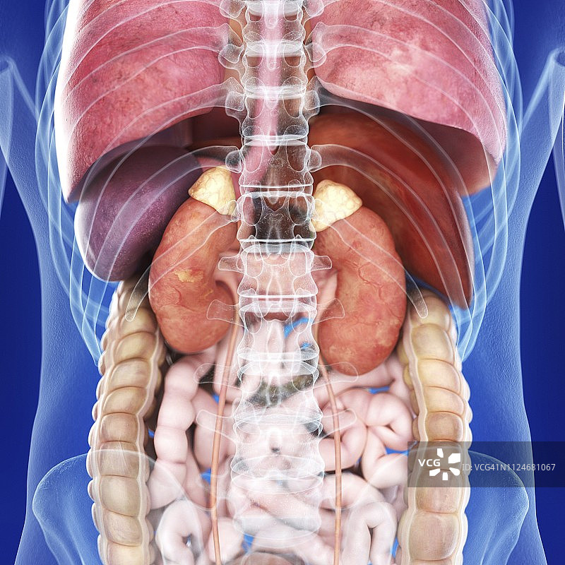 肾脏插画图片素材