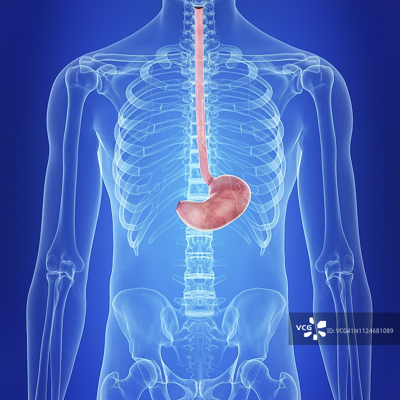 人体胃部插画图片素材