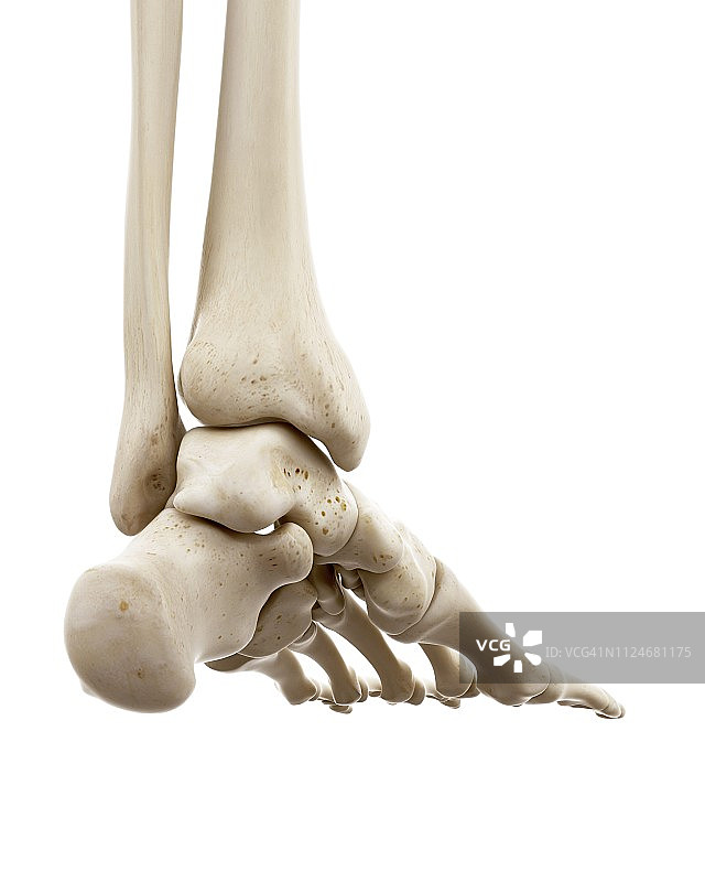 人类足部骨骼插画图片素材