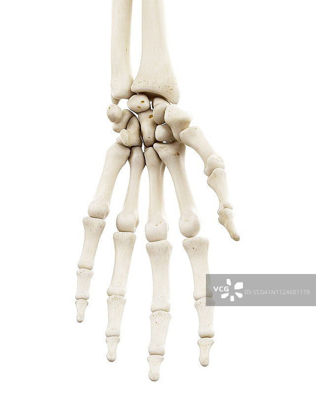 人类手部骨骼插画图片素材