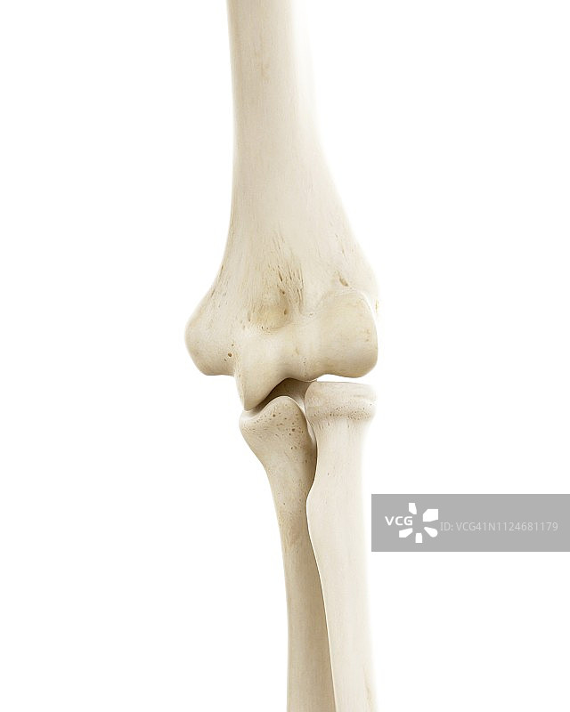 人体肘部骨骼插画图片素材