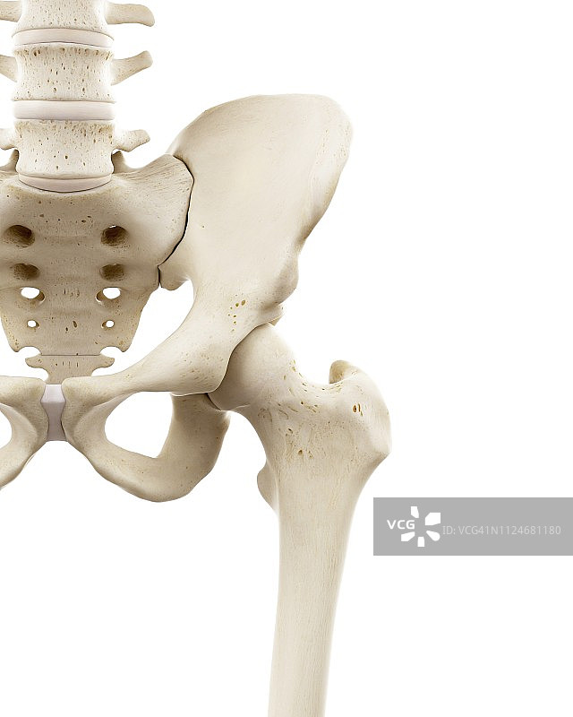 人体髋骨插图图片素材