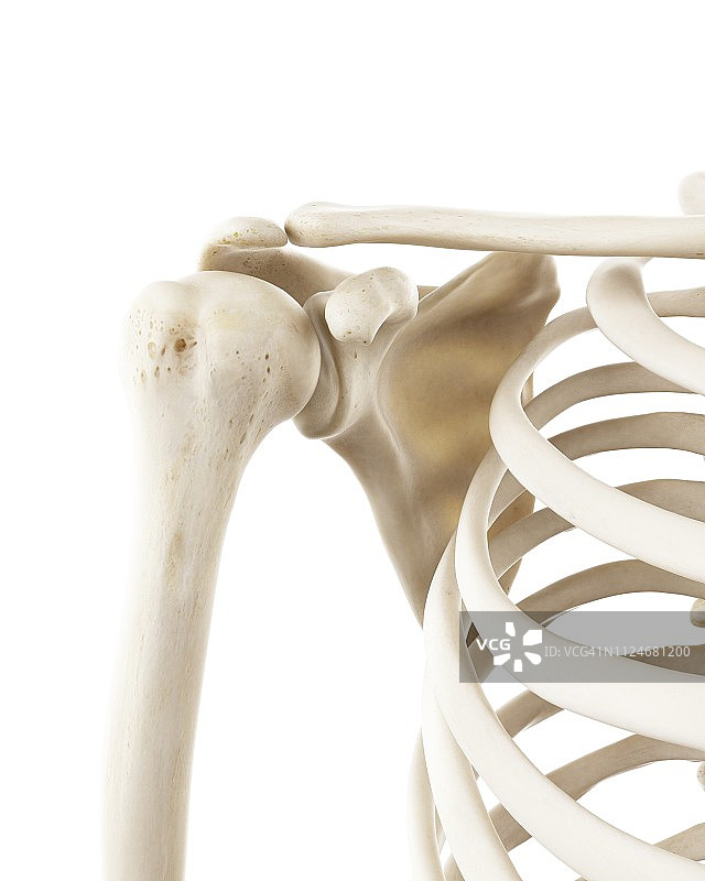 人体肩胛骨插画图片素材