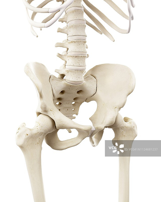 人体骨骼盆骨结构图图片素材