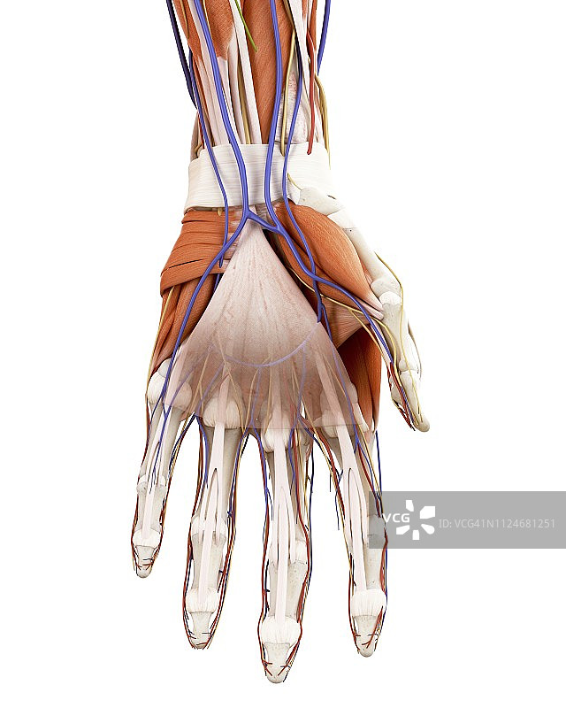 人类手部解剖结构插画图片素材