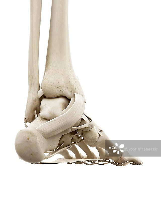 人类踝骨插画图片素材