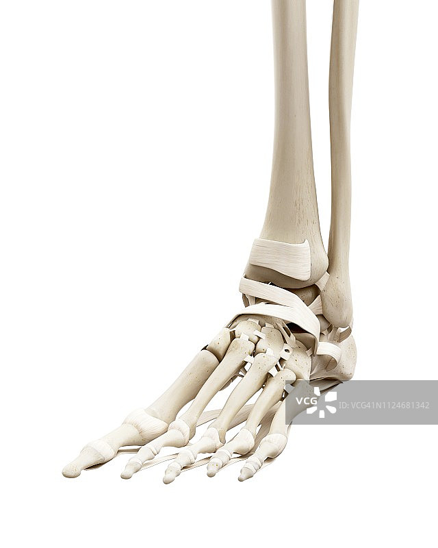 人类足部骨骼插画图片素材