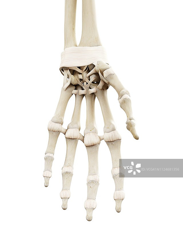 人类手部骨骼插画图片素材