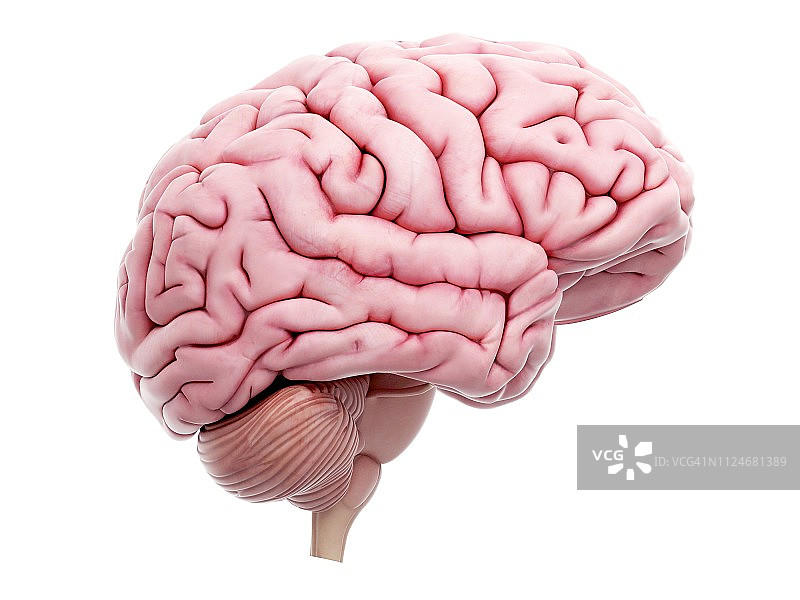 人脑结构插画图片素材