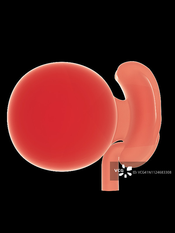妊娠4周的胎儿插图图片素材