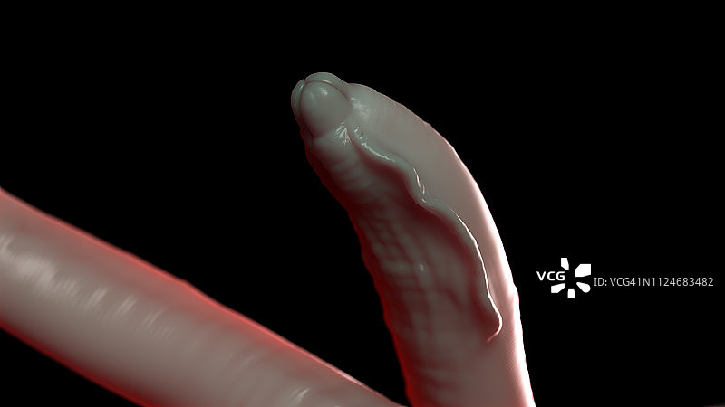 蛔虫插画图片素材