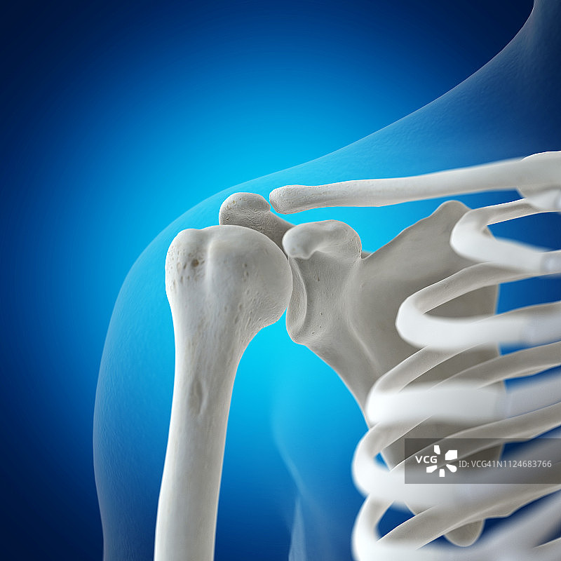 肩胛骨插画图片素材