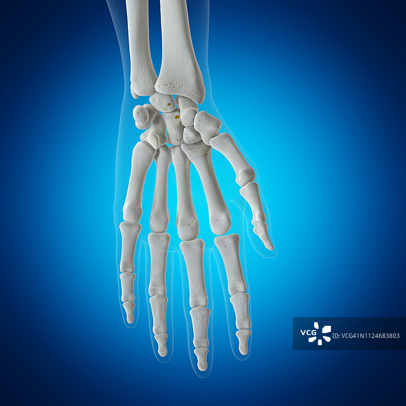 腕骨插画图片素材