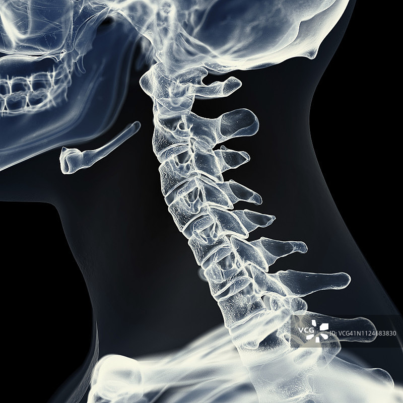垂直脊椎插画图片素材