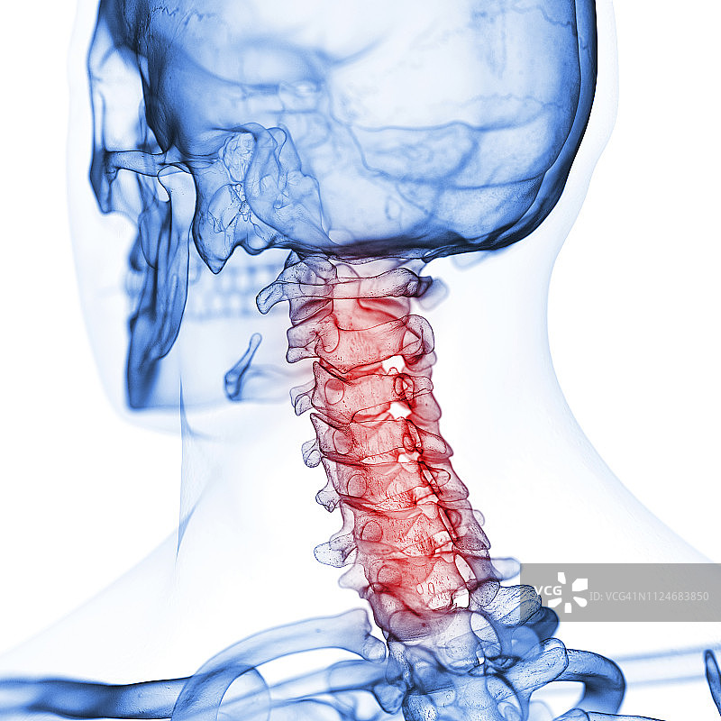 垂直脊椎插画图片素材