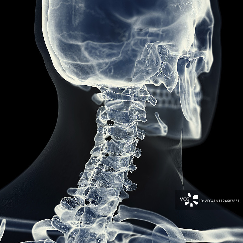 垂直脊椎插画图片素材