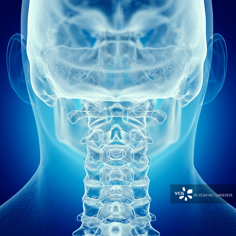 垂直脊椎插画图片素材