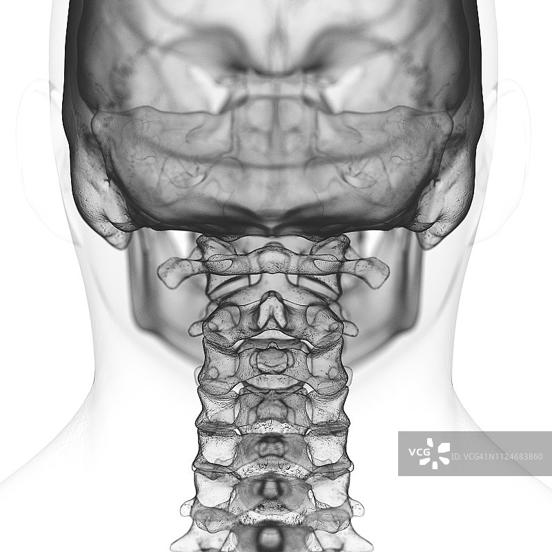 垂直脊椎插画图片素材
