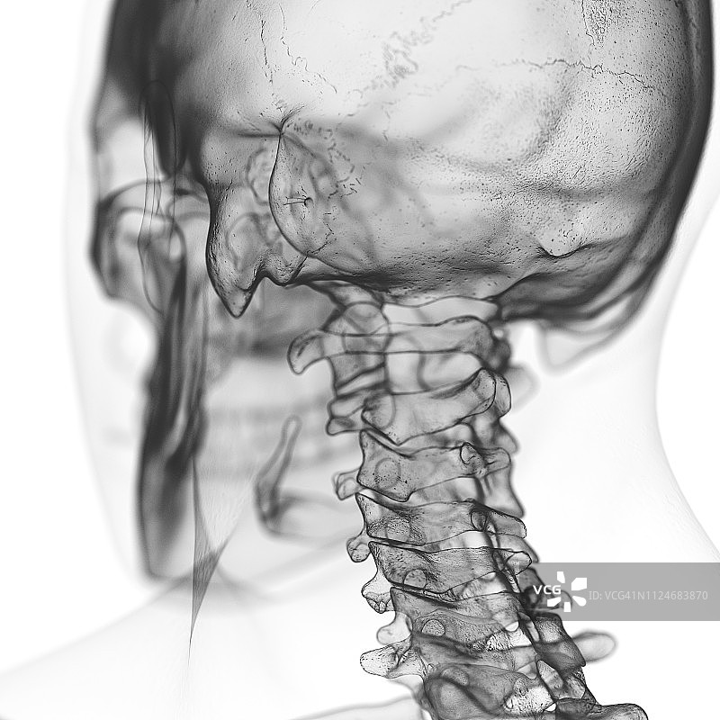 垂直脊椎插画图片素材