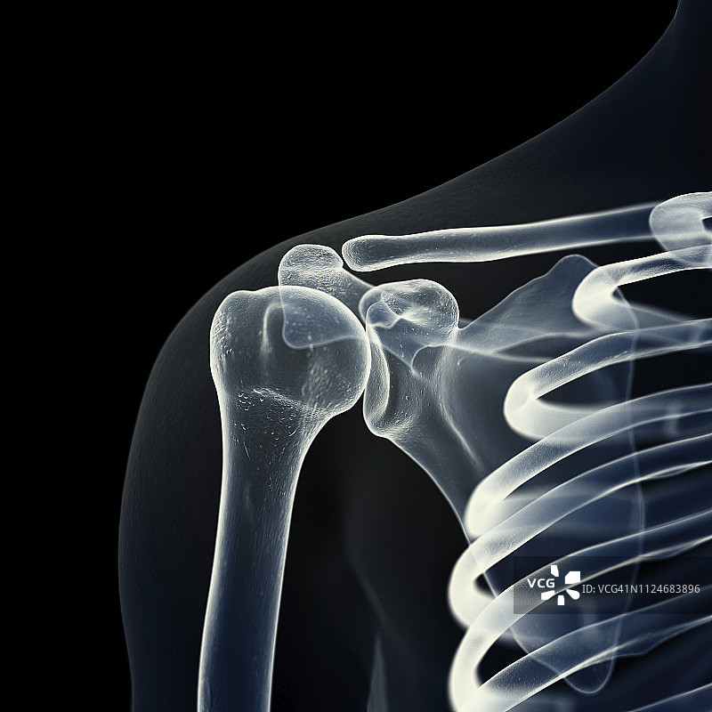 肩胛骨插画图片素材