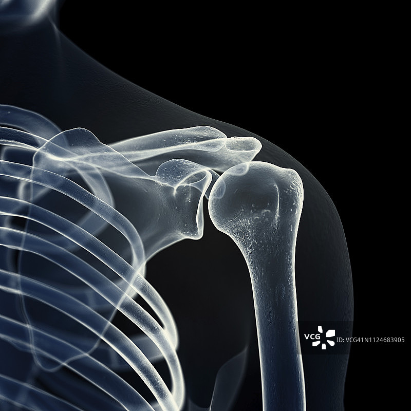 肩胛骨插画图片素材