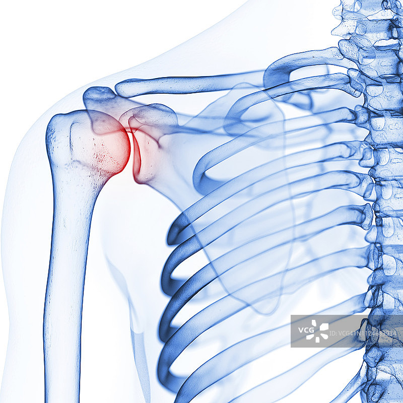 肩胛骨插画图片素材