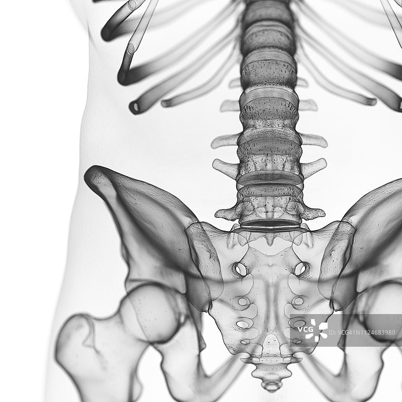 腰椎插图图片素材