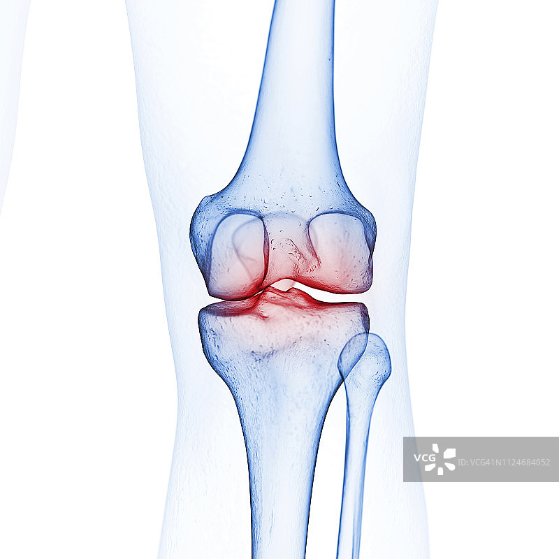 膝盖骨骼的插图图片素材