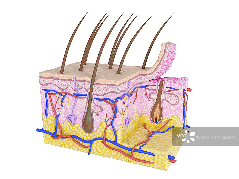 人体皮肤插图图片素材