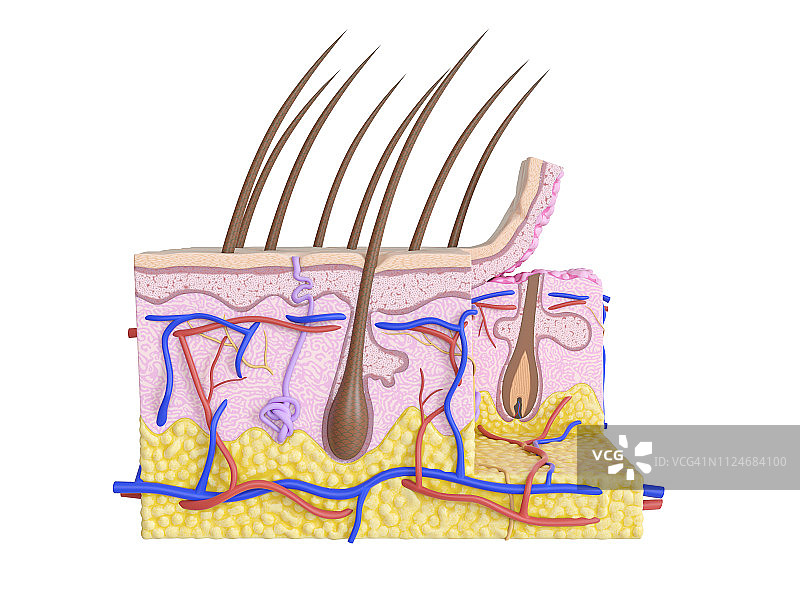 人体皮肤插图图片素材