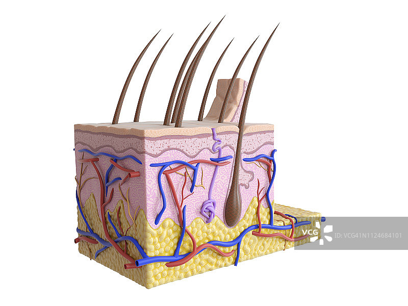 人体皮肤插图图片素材