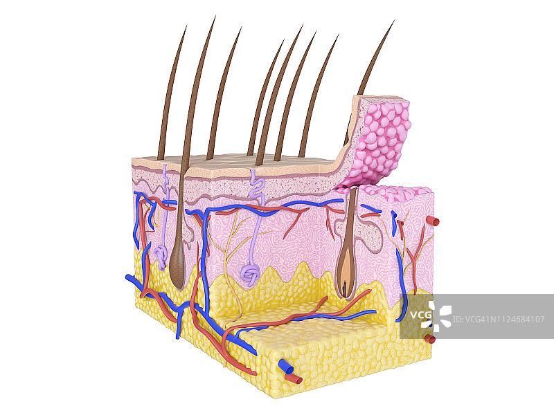 人体皮肤插图图片素材
