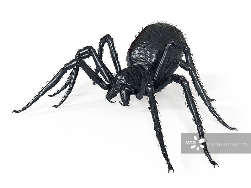 蜘蛛插画图片素材