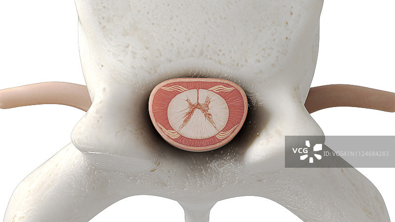 竖脊椎插画图片素材