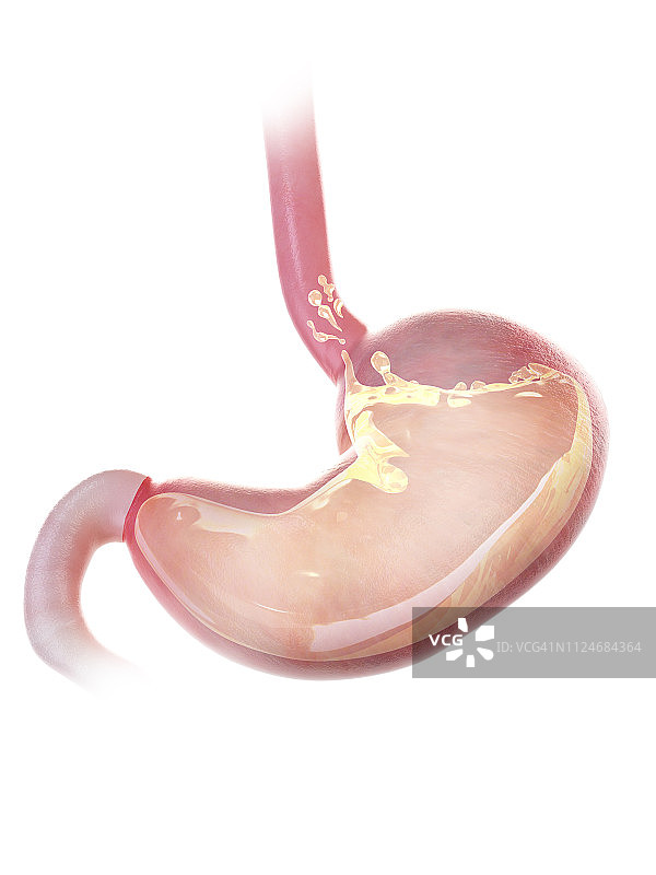 胃部插画图片素材