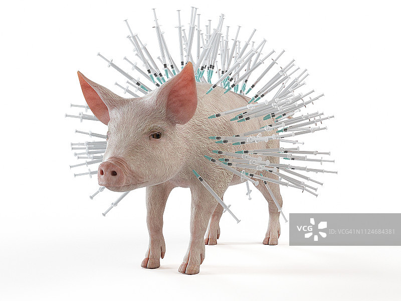 插在猪身上的注射器插画图片素材